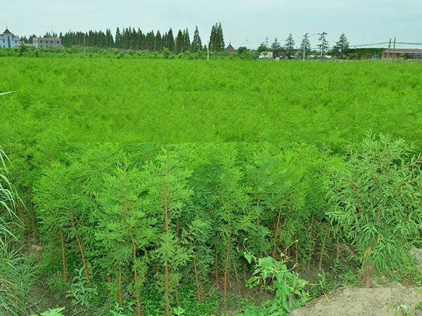 池衫