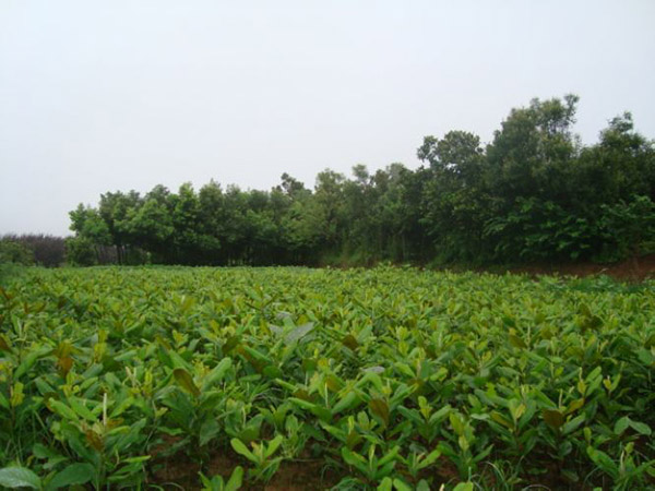广玉兰