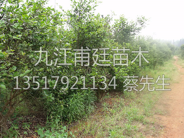 油茶