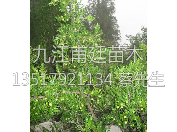 酸枣