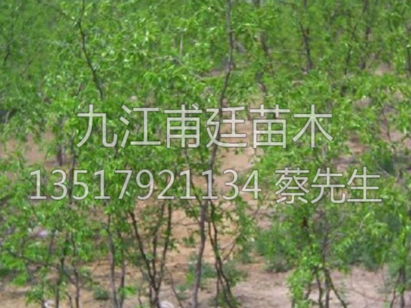 酸枣