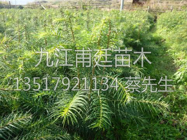 杉木