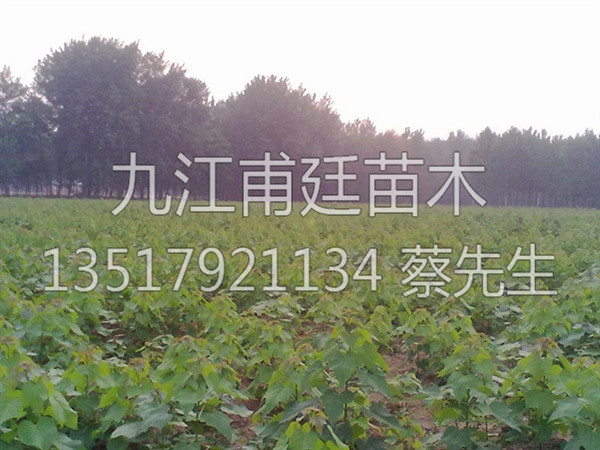 楸树
