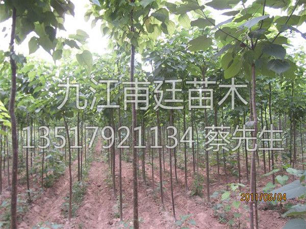 楸树