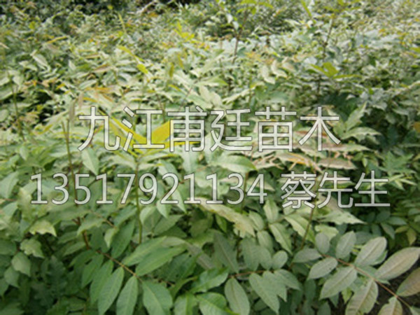 青钱柳