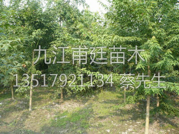 青枫