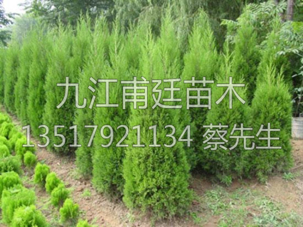 龙柏树
