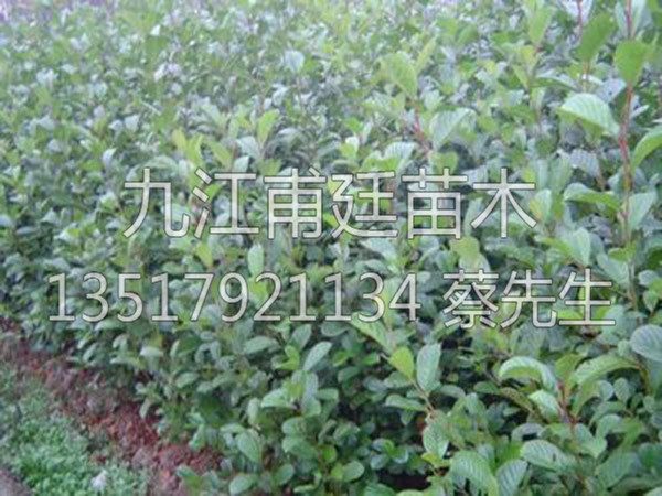 江南桤木