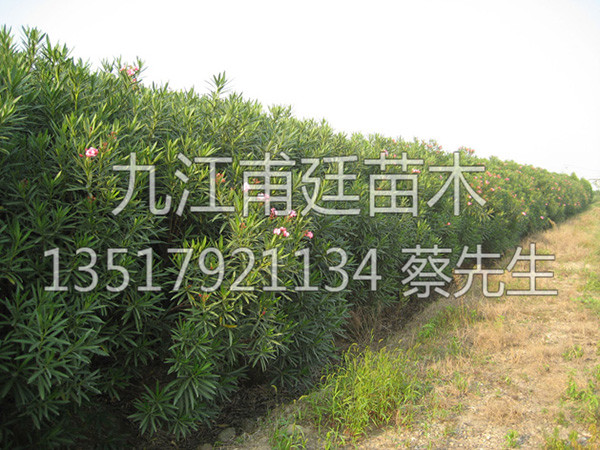 夹竹桃