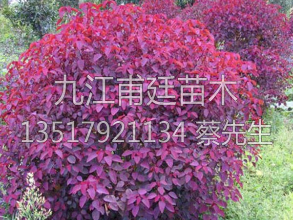 红叶乌桕