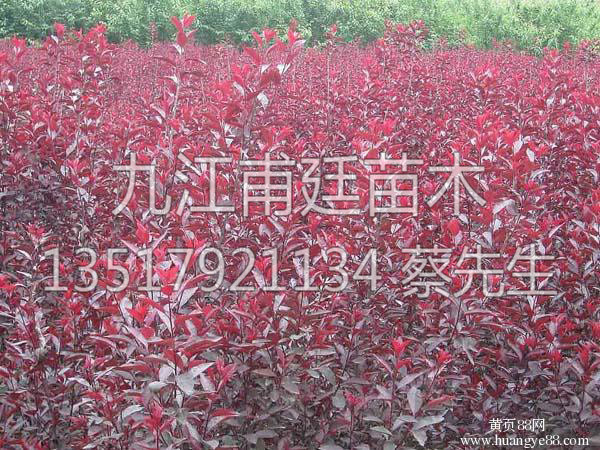 红叶李