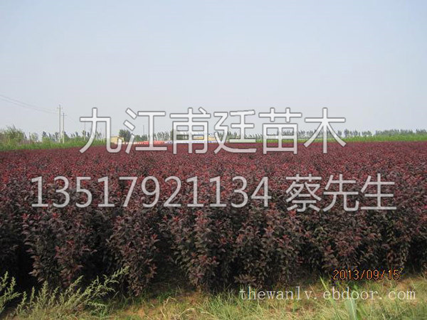 红叶李
