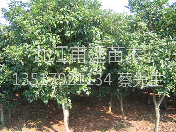 红花月桂