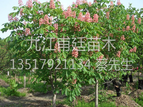 红花七叶树