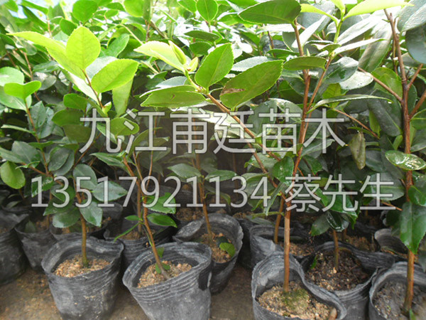 茶花